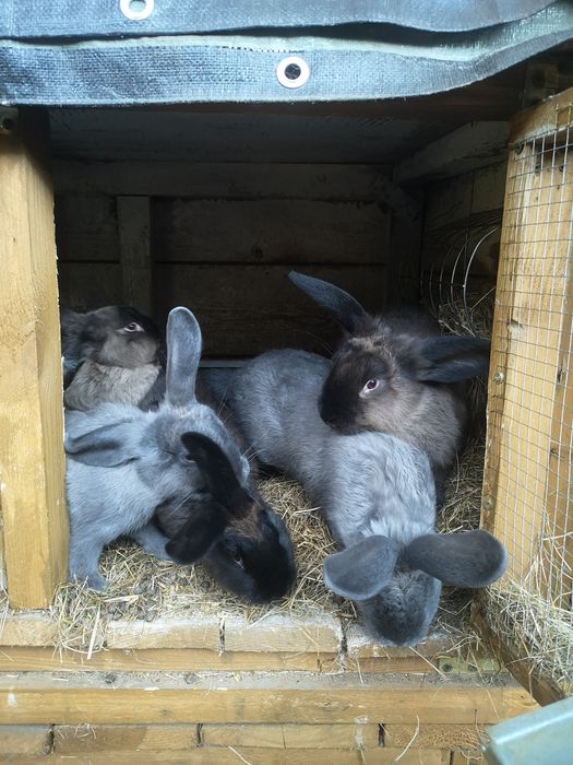 Kuna wielka, Wiedeński niebieski, mieszańce, króliki