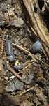 Armadillidium officinalis 10szt