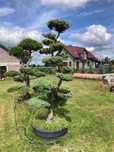 Bonsai z jałowca chińskiego 'BLUE ALPS' - 220 cm - WYJĄTKOWY