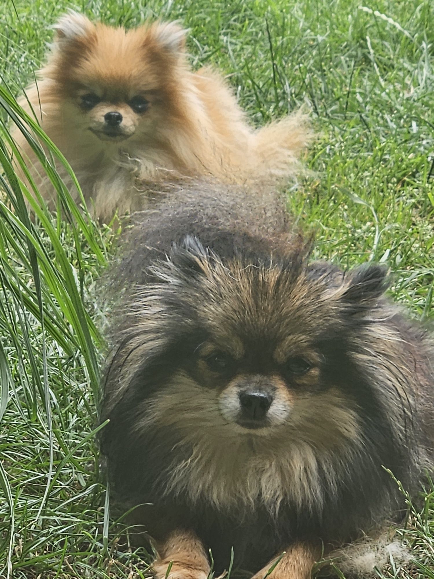 Pomeranian tyci czarna suczka