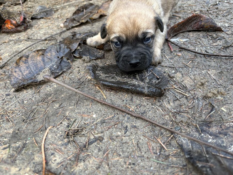 Oddam szczeniaki w dobre rece