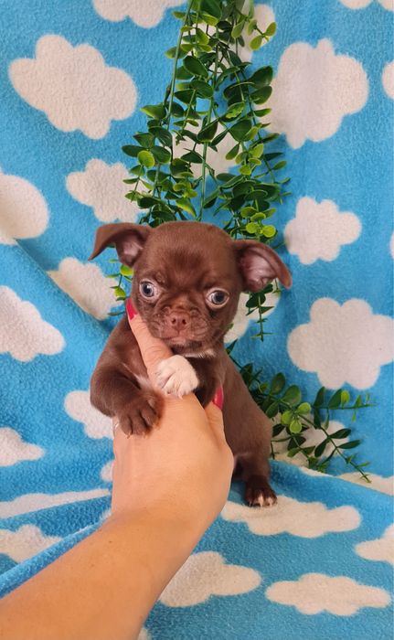 Estupendo mini mini Chocolatinho Chihuahua/Chiuaua de Qualidade
