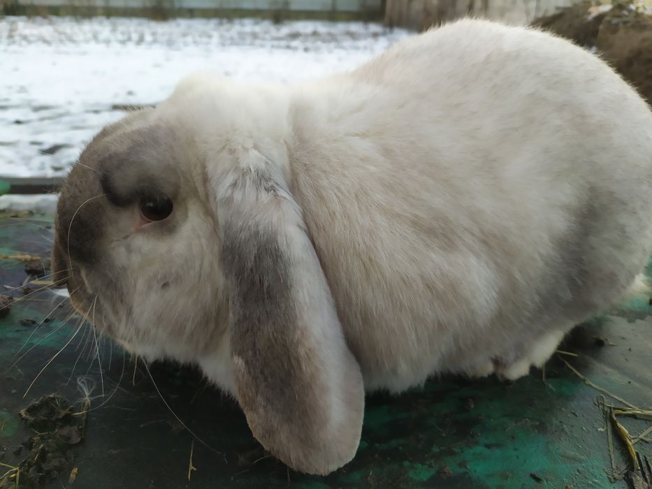 Продам робочих самців Французького барана