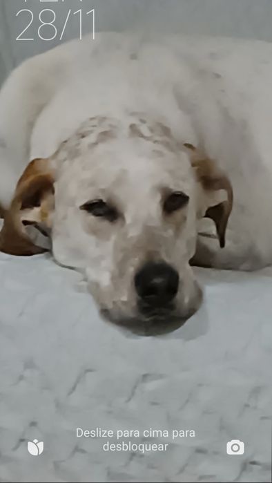 Está para adopção