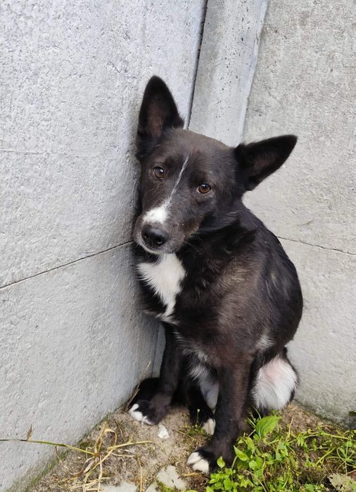 Malutki Sali bez szans na adopcję