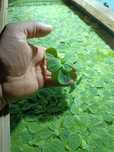 Pistia roślina pływająca