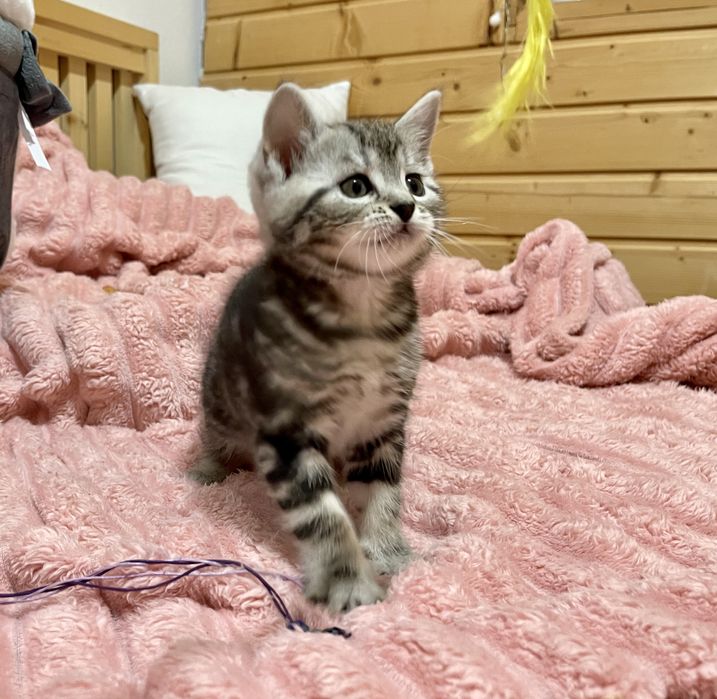 Маленьке кицинятко шукає друга