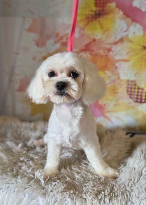 Maltipoo F1 do rezerwacji SUCZKA