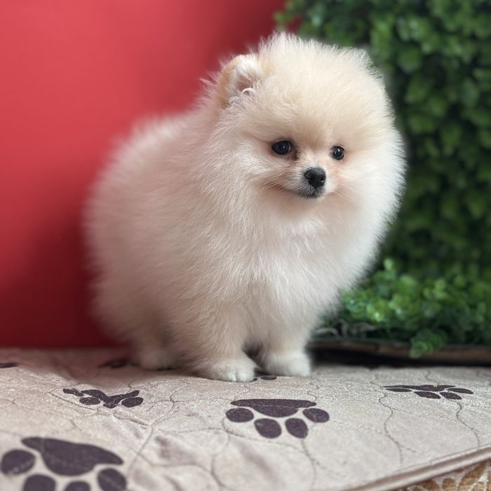 шикарний хлопчик шоу класу.