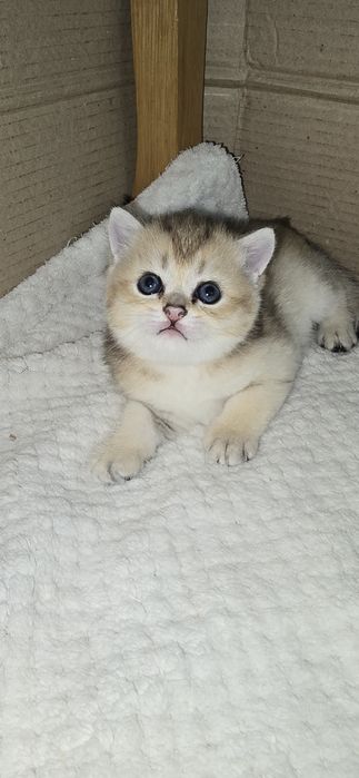 Британские Котята Золотой Шиншиллы