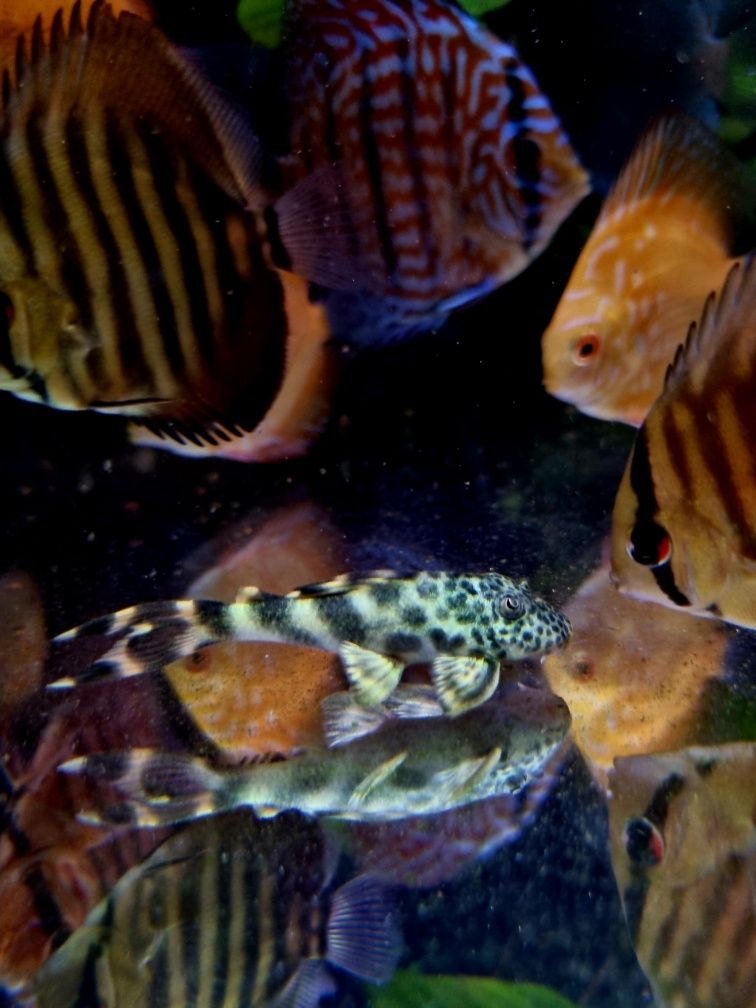 Zbrojnik L075 Peckoltia Sabaji