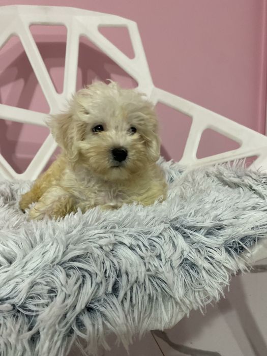 Maltańczyk & Pudel Toy Maltipoo chłopiec już gotowy do nowego domu