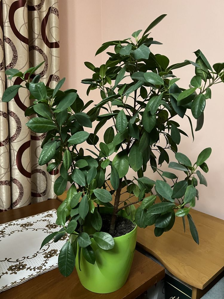 Фікус мокламе