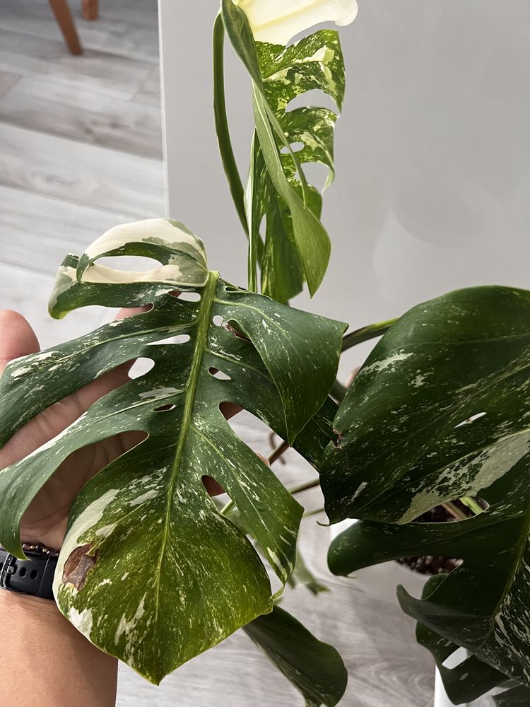 1 lisc szczytowy Monstera variegata albo moon half szczyt