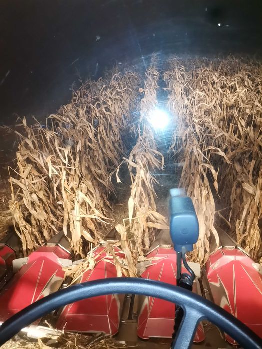 Kukurydza mielona ccm bigbag pasza dla krów opasów