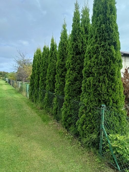 Duże tuje wysokość ok 4 metra