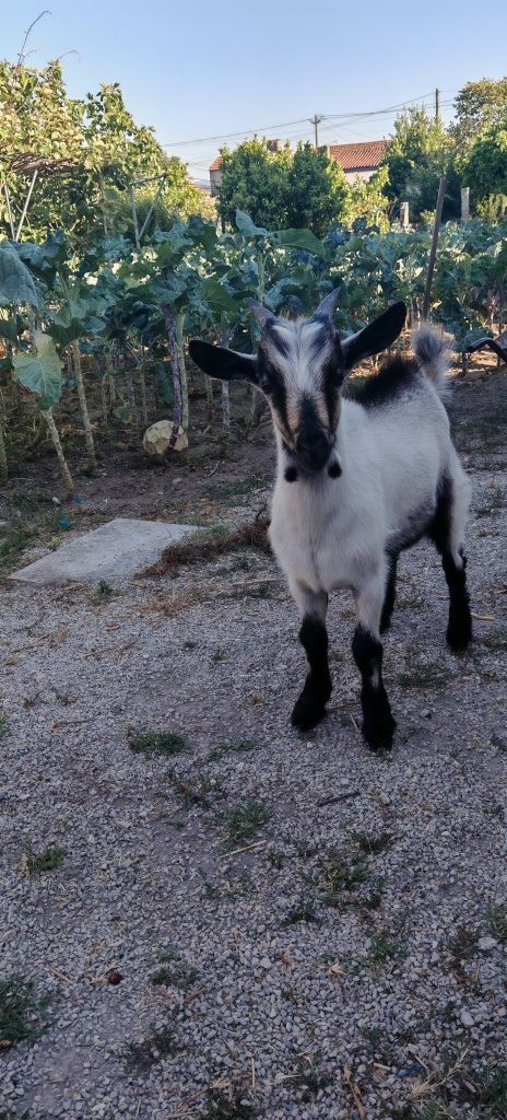 Cabrito raça serpentina