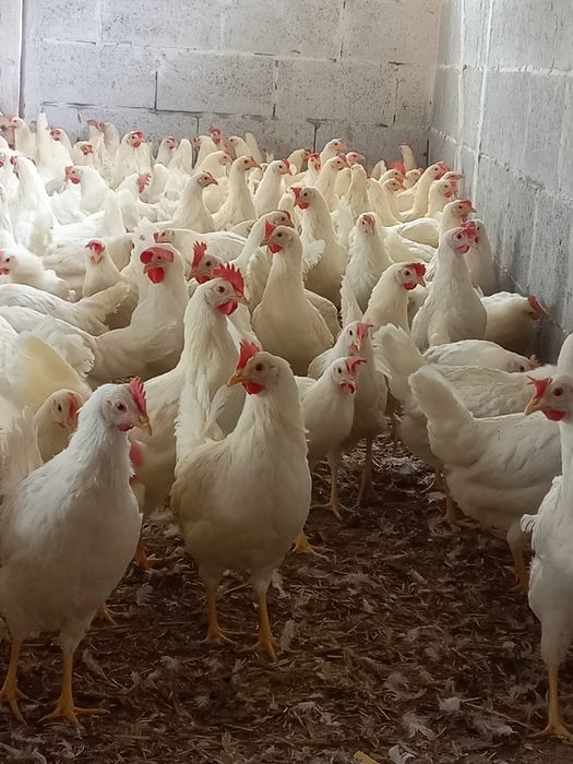 Leghorn 23 tygodnie oraz Zielononóżki. Wysyłamy.