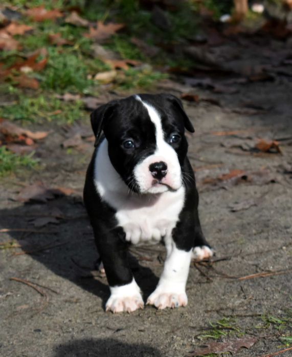 Amstaff American Staffordshire Terrier wyjątkowy piesek