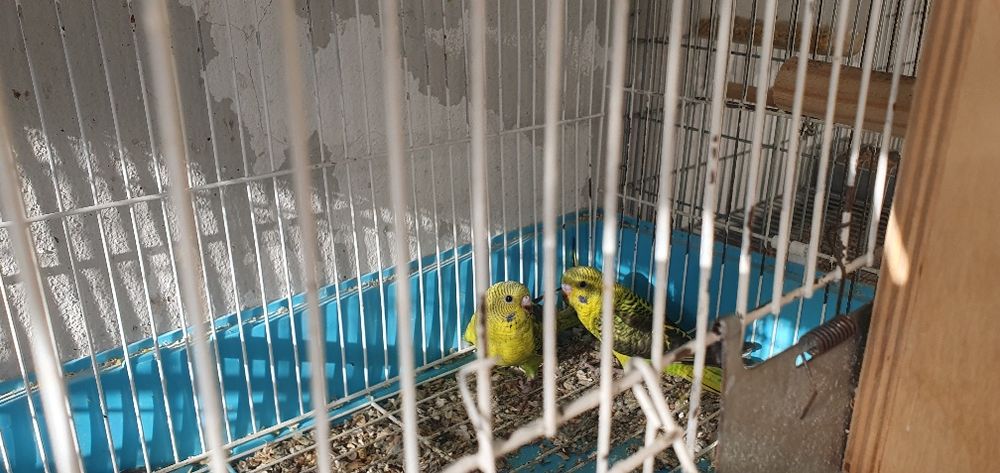 Piriquitos asas negras