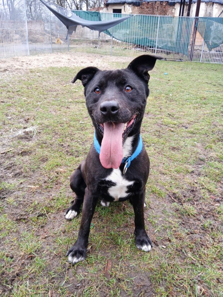 Frugo- mix amstaff szuka domu