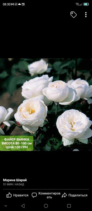 Саженцы роз Бьянка, Бейби и др.