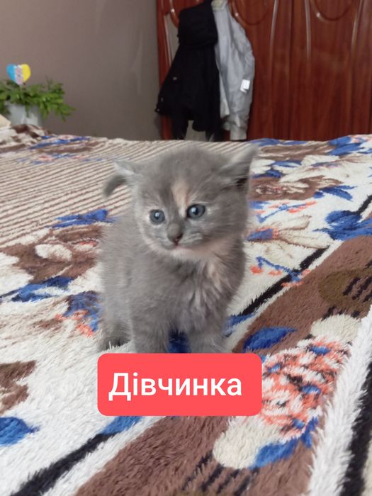 ! терміново, кошенята шукають дім !