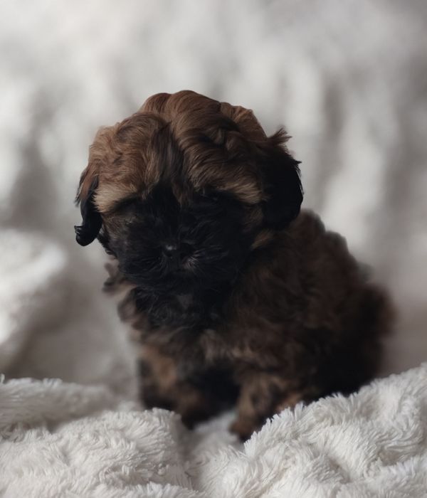 Shihpoo. Chłopczyk Pluto. Hybryda. Pudel toy/ shih tzu. Badania