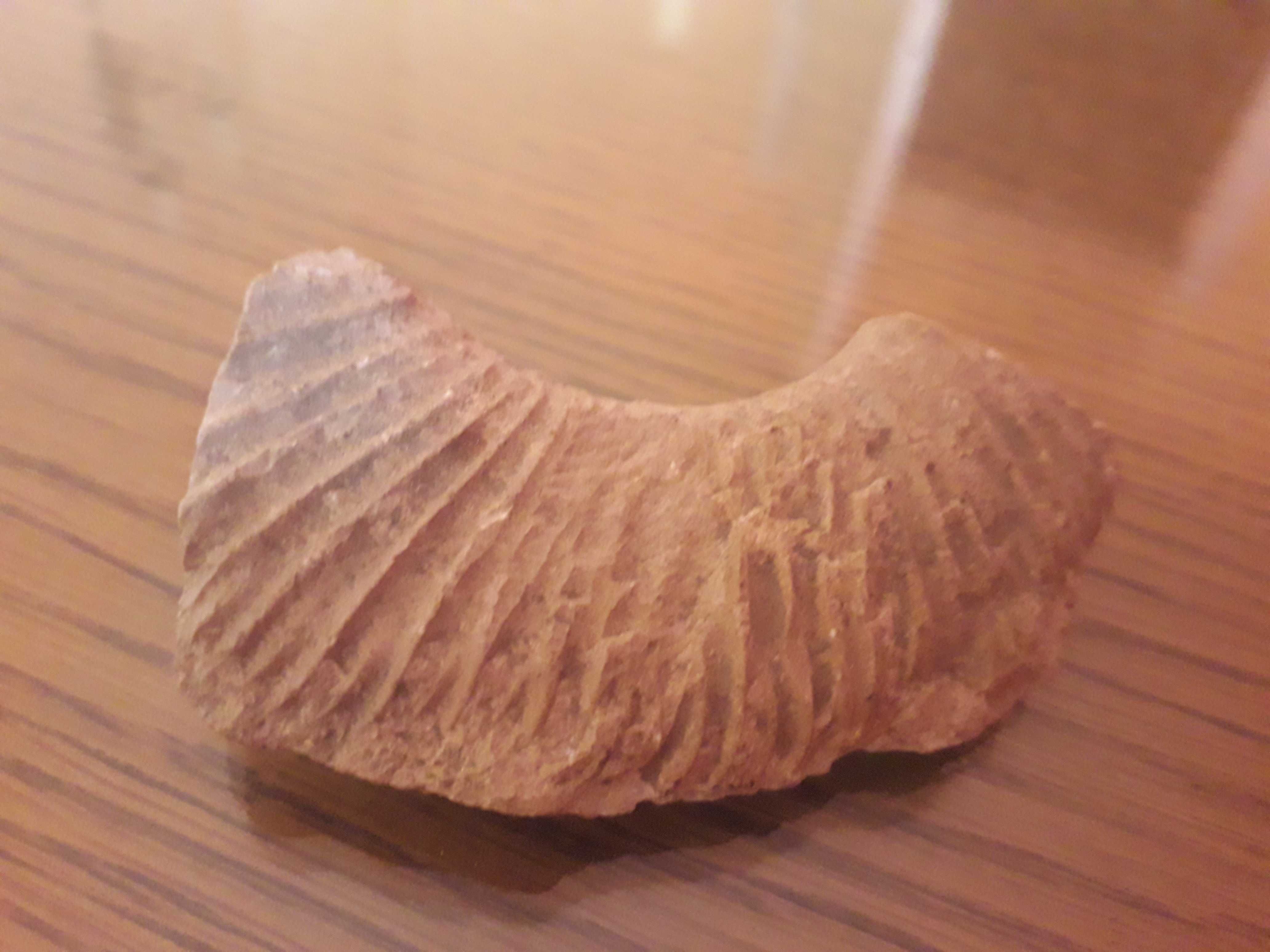 skamielina amonit