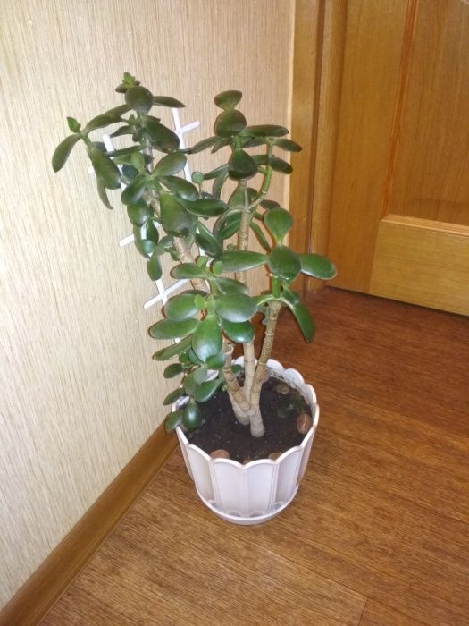 Денежное дерево толстянка