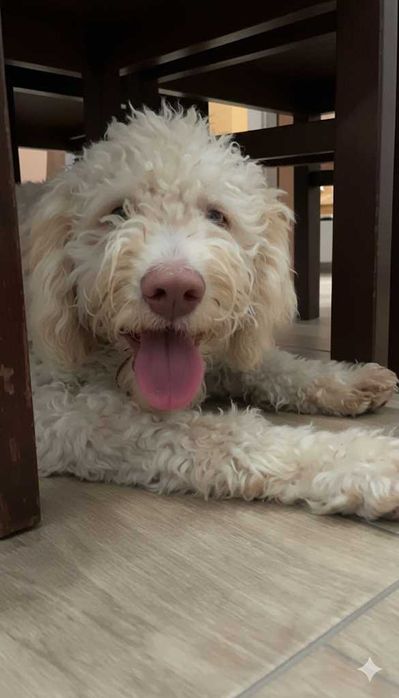 Lagotto romagnolo