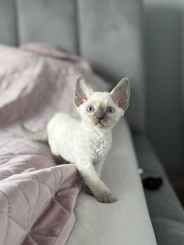 kocurek devon rex
