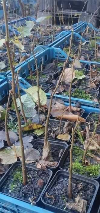 Липа.Саджанці.Широколиста та серцелиста