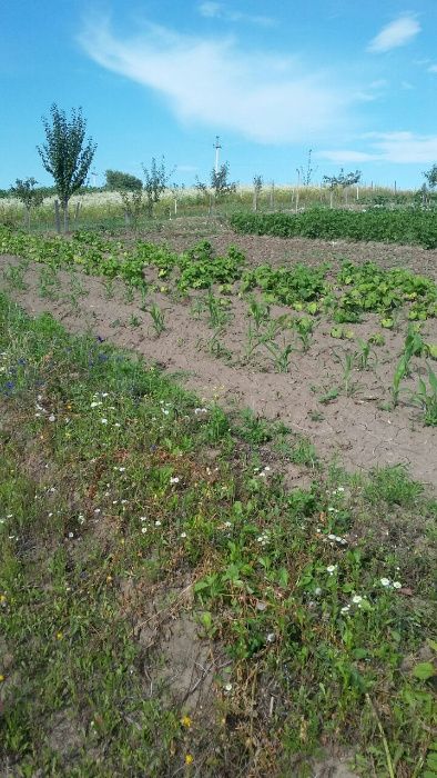 Ділянка під забудову, Західно-окружна, район костелу