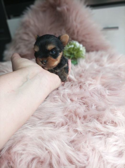 XS sunia Yorkshire terrier york