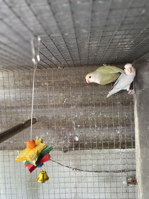 Vendo casais de roseicolis