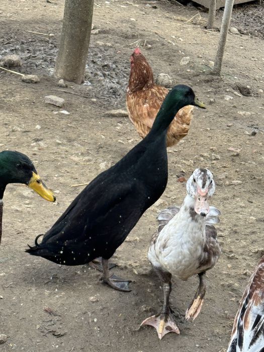 Patos corredores indianos