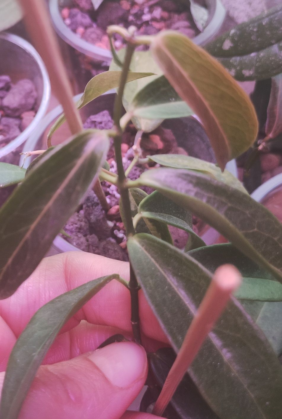 Hoya hoja  Chlorantha 5w