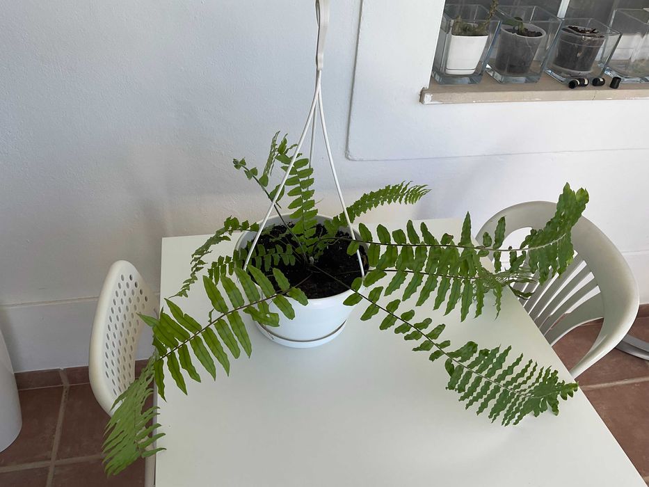 Planta natural Samambaia