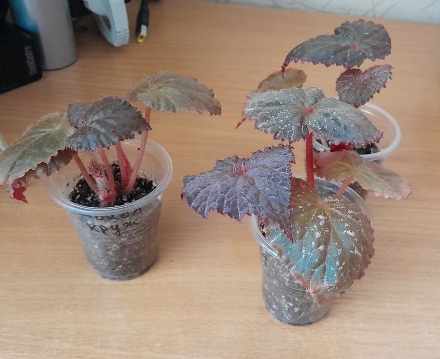 Королівські сортові бегонії