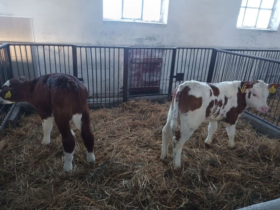 Byczki I jalowki simental polskie