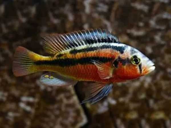 GB MALAWI Pyszczak Haplochromis Rock Kribensis