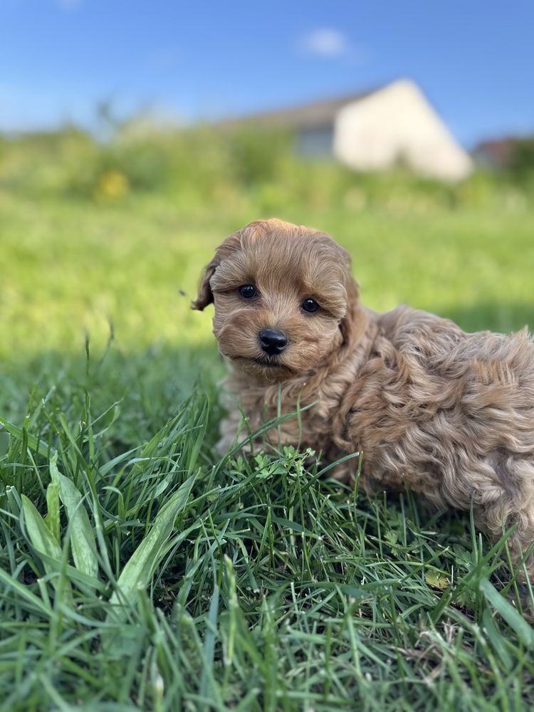 GOTOWY DO ODBIORU Piesek Maltipoo F1b Badania gentetycze Wyprawka