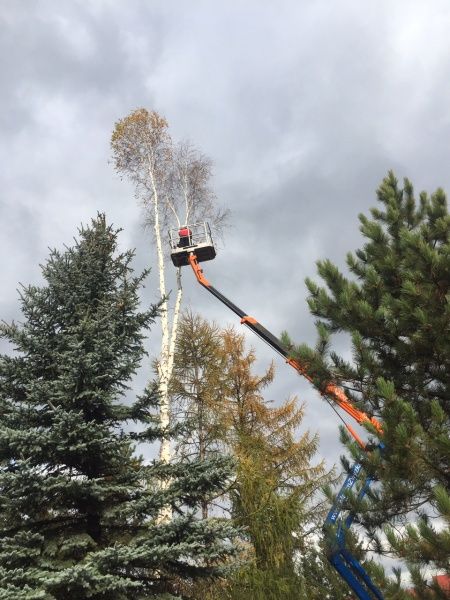 Wycinanie i przycinanie drzew, usługi rębakiem, frezowani pni