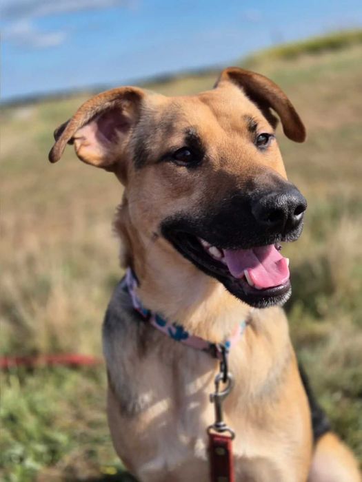 ALMO - szuka domu stałego