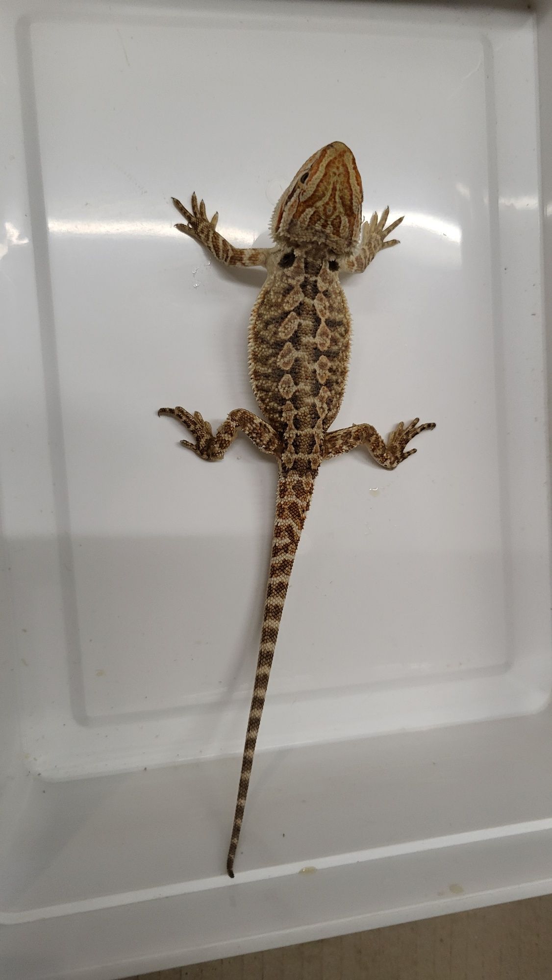 Agama Brodata Red - Sklep Zoologiczny