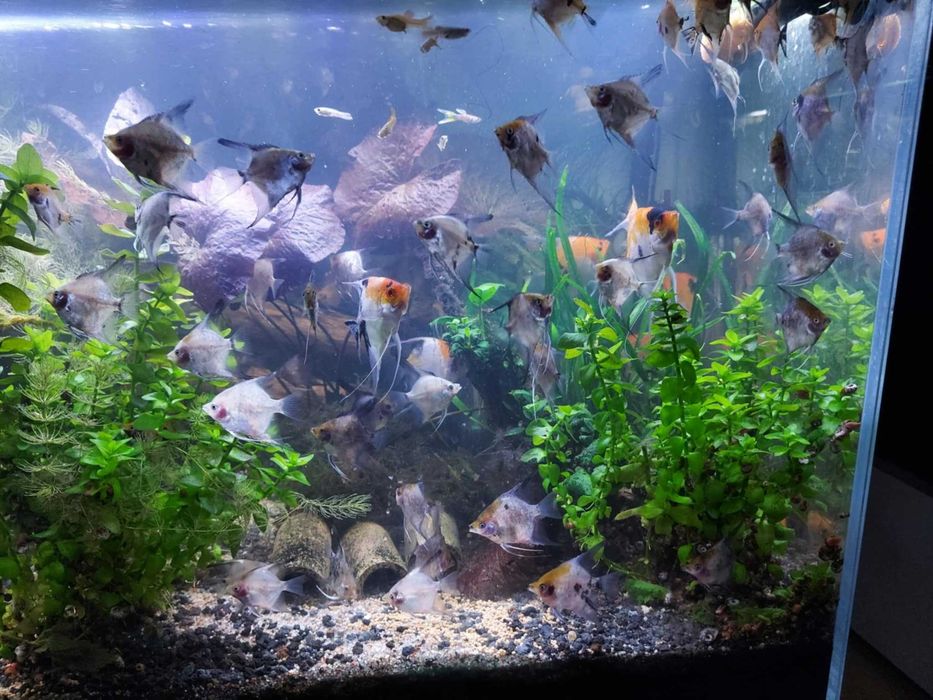 Skalar koi i blusing