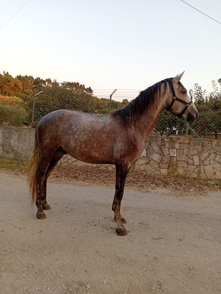 Vendo cavalo luso arabe