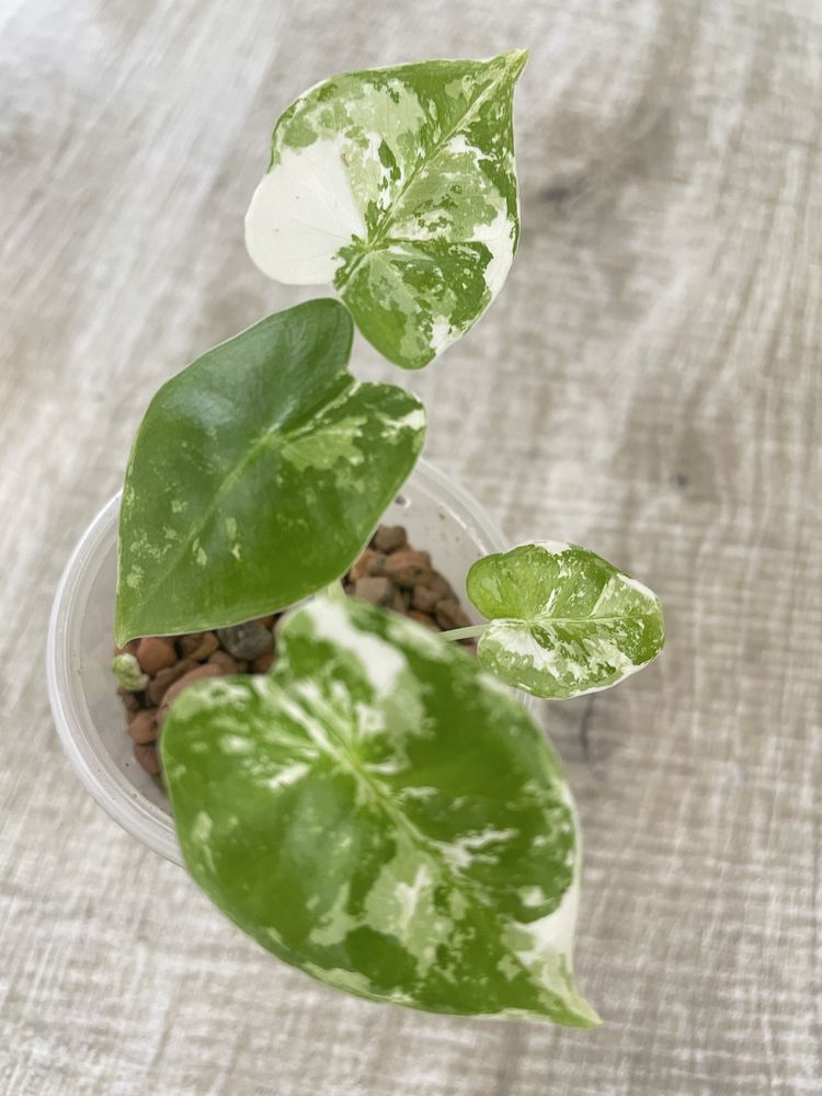 Алоказія (Alocasia) Scalprum ,Odora variegata Batik
