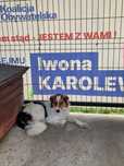 Samiec do adopcji za darmo